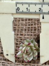 センペルビウム◆◇ メッテニー錦◆◇ Sempervivum 多肉植物　人気♪ 小さいです！_画像2