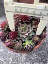 センペルビウム◆◇ 大きさ色々彩り18種セット◆◇ Sempervivum 多肉植物　11cm鉢の上に置いています。_画像7