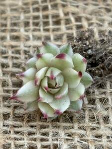 sempe ruby um**mete knee .** Sempervivum succulent plant popular! small.!