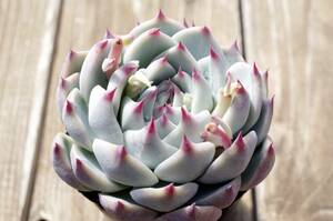 【人気種】エケベリア '桃太郎' 'モモタロウ' Echeveria 'Momotaro' 自家繁殖苗 多肉植物 