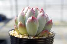 【レア原種】エケベリア トルセンシス トルカ Echeveria tolucensis,toluca 自家繁殖苗 _画像5