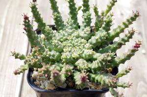 【2022年実生・多頭株】ユーフォルビア ゴルゴニス 金輪際 Euphorbia gorgonis 有望株 自家採取の種子から