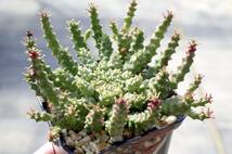 【2022年実生・多頭株】ユーフォルビア ゴルゴニス 金輪際 Euphorbia gorgonis 有望株 自家採取の種子から_画像4