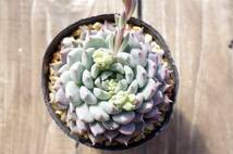 【実生苗】エケベリア 沙羅姫牡丹 × ルンデリー Echeveria 'Sara-Himebotan' × setosa var.deminuta 多肉植物 自家交配苗_画像6