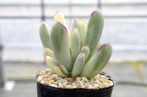 【レア種】コチレドン 福娘錦 モダンガール Cotyledon orbiculata 'Oophylla' f.variegata 多肉植物 自家繁殖苗 