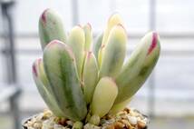 【レア種】コチレドン 福娘錦 モダンガール Cotyledon orbiculata 'Oophylla' f.variegata 多肉植物 自家繁殖苗 _画像5