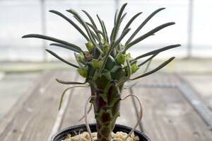 【人気種】ユーフォルビア クランディスティナ 実生 ’逆鱗竜’ Euphorbia clandestina 多肉植物 自家繁殖苗