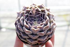 【人気種】エケベリア ヒアリナ ラパス 実生 原種 Echeveria hyalina,SanLuis de La Paz(= hyalina, La Paz) 多肉植物 ドイツ種子