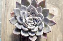 【人気種】エケベリア クライギアナhyb 'シルバークイーン' Echeveria craigiana x E. spec. ’Silver Queen’ 多肉植物 自家繁殖苗_画像6