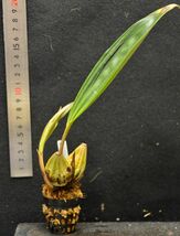 Coelogyne veitchii 5 原種洋蘭 野生ラン_画像3