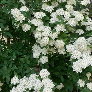 コデマリ　苗　小手毬　白い花　春の花　スワッグ　リース材料　植木　花苗