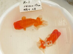 ☆ らんちゅう北関東師匠作R1-1 当歳魚　2匹 14.0-13.0ｃｍ前後