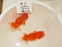 ☆ らんちゅう北関東師匠作R1-2 当歳魚　2匹 13.5-13.0ｃｍ前後_画像1