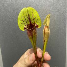 Sarracenia purpurea Dracula サラセニア プルプレア ドラキュラ 杉山神籠園 食虫植物 _画像4