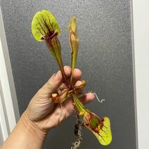 Sarracenia purpurea Dracula サラセニア プルプレア ドラキュラ 杉山神籠園 食虫植物 _画像3