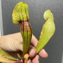 Sarracenia purpurea Dracula サラセニア プルプレア ドラキュラ 杉山神籠園 食虫植物 2_画像5