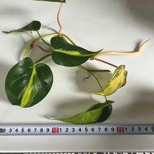 観葉植物フィロデンドロン オキシカルジウムブラジル 斑入り カット