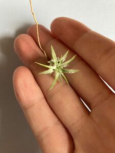 イオナンタ ピーチ Domingo ドミピ / Tillandsia エアープランツ ティランジア ionantha