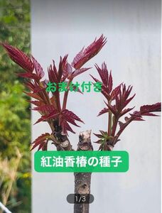 紅油香椿　種子　（チャンチン種）40粒