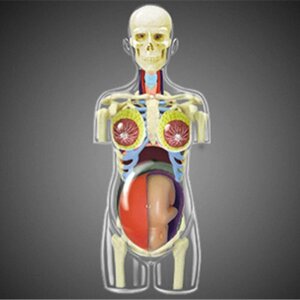 ヒト臓器モデル 4D透明人間の臓器解剖モデル妊婦骨盤ティーチングヨガモデル 医療臓器モデル