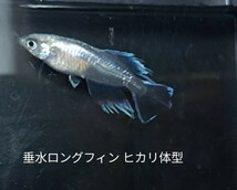 【50個＋α】垂水ロングフィン ヒカリ体型 有精卵　めだか　非常に人気です ラメメダカ【桜町メダカ】今回増量お得です_画像2