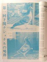 愛鳩の友1974年2月号◆レース鳩/鳩舎訪問_画像3