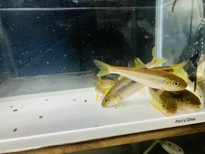 カワムツ　15ｃｍ　3匹　送料格安