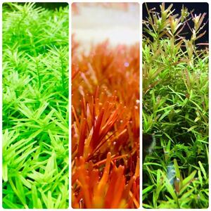  water plants set 3 kind underwater leaf less pesticide less . insect 