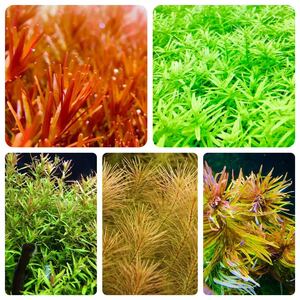  water plants set 5 kind underwater leaf less pesticide less . insect 