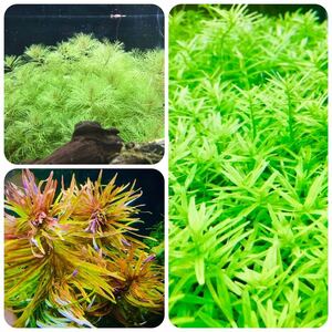  water plants set 3 kind underwater leaf less pesticide less . insect 