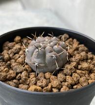 ギムノカリキウム　ストリグリアナム　実生　Gymnocalycium striglianum_画像3