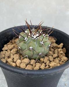 コピアポア　コルムナアルバ　孤竜丸　実生　Copiapoa cinerea V. columna-alba