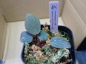 Homalomena sp. 月輪 sumatera Utara LA0120-01 正規タグ付 ホマロメナ