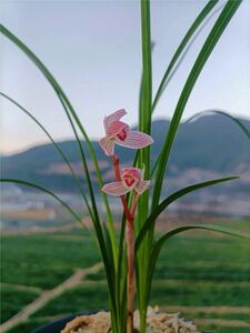 春蘭 蓮辨蘭｛ 晶荷 ｝ 前木2本立 花付き 葉長は約33cm ｛春蘭、寒蘭、万年青、日本春蘭、中国春蘭、中国蘭、山野草 富貴蘭 ｝