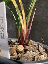 中国春蘭 (四季蘭) ｛市長紅｝ 2本立 新芽付き 葉長は約33cm ｛春蘭、寒蘭、万年青、日本春蘭、中国春蘭、中国蘭、山野草 富貴蘭 ｝_画像9