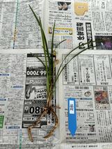 春蘭 蓮辨蘭｛ 晶荷 ｝ 前木2本立 花付き 葉長は約33cm ｛春蘭、寒蘭、万年青、日本春蘭、中国春蘭、中国蘭、山野草 富貴蘭 ｝_画像4