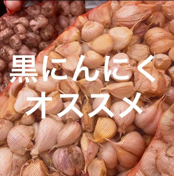 青森県バラにんにく10Kg 大