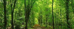  green . yellow leaf. Contrast forest . forest ..... panorama .. wallpaper poster extra-large panorama version 1440×576mm is ... seal type 102P1