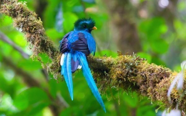 Quetzalblau, der schönste Vogel der Welt, geheimnisvoller Vogel, Gemäldestil, Tapetenposter, A2-Version, 594 x 420 mm (Typ mit abnehmbarem Aufkleber), 005A2, Drucksache, Poster, Andere