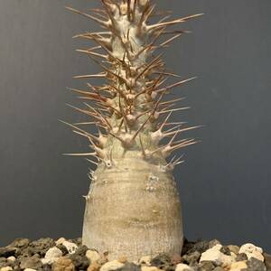 パキポディウム レアリー 国内実生 検索)ウィンゾリー バロニー グラキリス デカリーPachypodium 塊根植物 コーデックス マカイエンセ