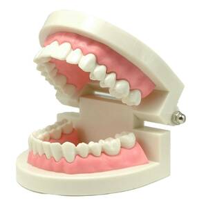 ★★歯列模型 歯形模型 歯磨き指導模型 学習用小型モデル 軽量