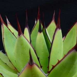 シーマニアナ×イシスメンシス◆親株写真あり◆発根済の子株◆ Agave seemaniana×isthmensis 多肉植物 国内育成の画像9