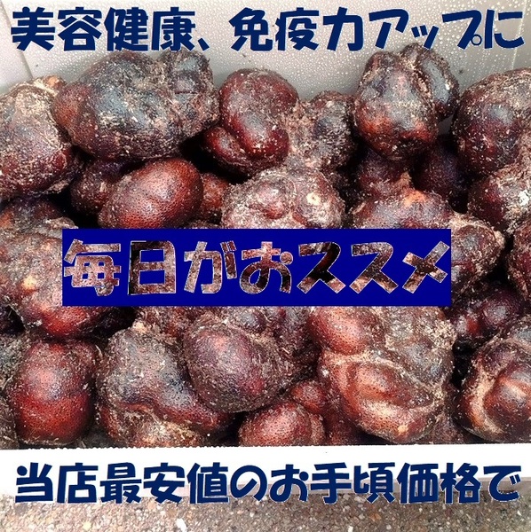 最安値 全国送料無料 青森産 丸いも つくね芋 ワケあり ５kg (15～35個) 毎日 お手頃 健康