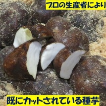 後は植えるだけ！ カット種芋 2キロ 丹波山の芋 つくね芋 送料無料 _画像2