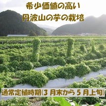 後は植えるだけ！ カット種芋 2キロ 丹波山の芋 つくね芋 送料無料 _画像4