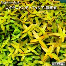 水草 水上葉 無農薬 ロタラ ロトンディフォリア 福建省 30本 水槽 アクアリウム ビオトープ ロタラロトンジフォリア_画像4