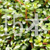 水草 水上葉 無農薬 ロタラ ロトンディフォリア スパイキー 15本 水槽 アクアリウム ロタラ sp._画像5