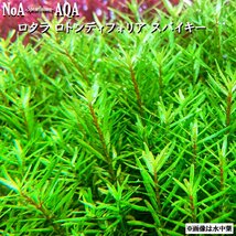 水草 水上葉 無農薬 ロタラ ロトンディフォリア スパイキー 15本 水槽 アクアリウム ロタラ sp._画像3