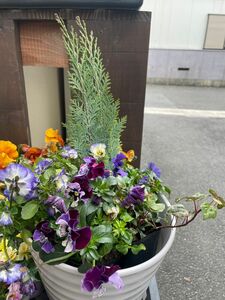 寄せ植え5種類セット陶器鉢入 組み換え可能