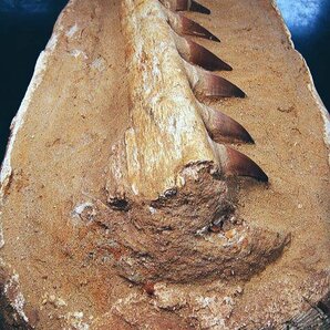 化石 モササウルス類 歯列 顎骨 巨大！迫力！海棲爬虫類 海竜 鉱物 原石 鉱石 観賞石 インテリア 銘石 水石 石 恐竜の画像2